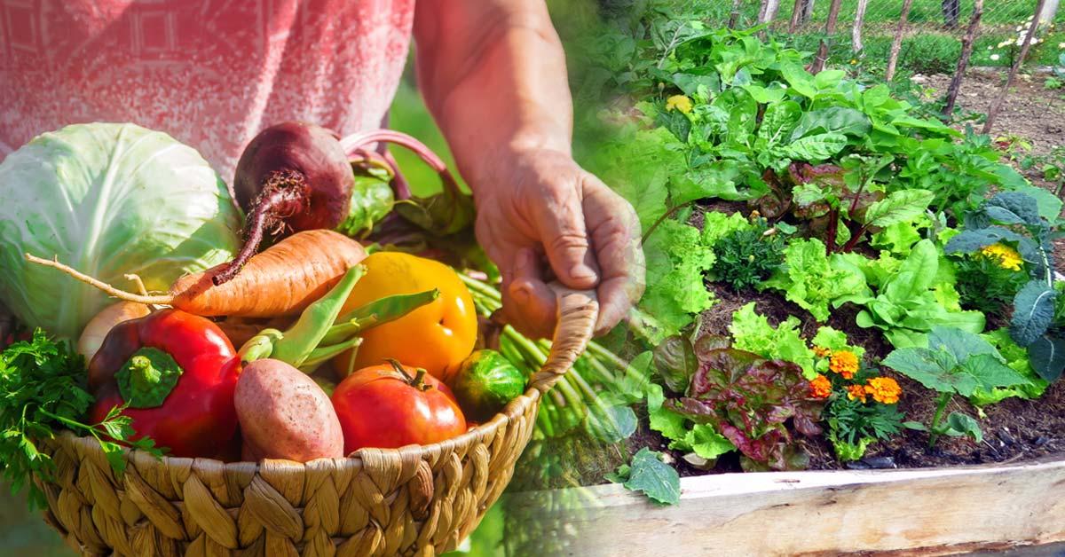 Huertos compartidos: la seguridad alimentaria a través del cultivo colectivo