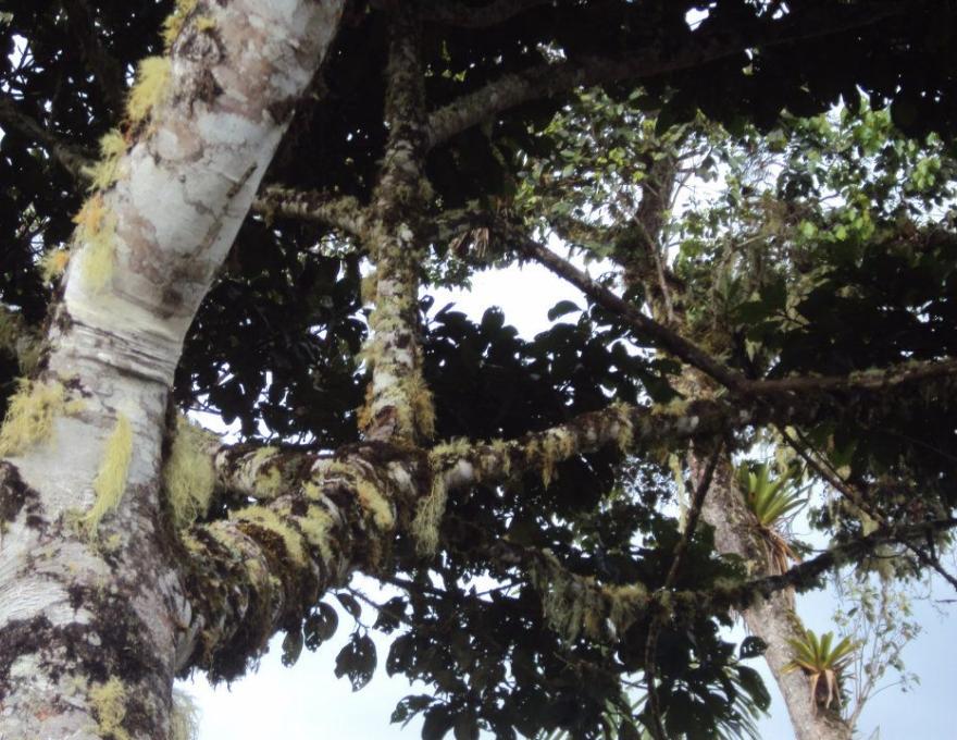 aldea  ecologica amazonica autosustentable