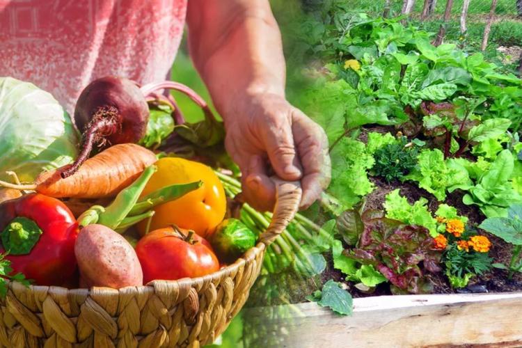 Huertos compartidos: la seguridad alimentaria a través del cultivo colectivo