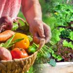 Huertos compartidos: la seguridad alimentaria a través del cultivo colectivo